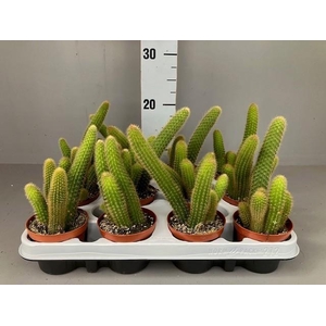 Hildewintera aureispina