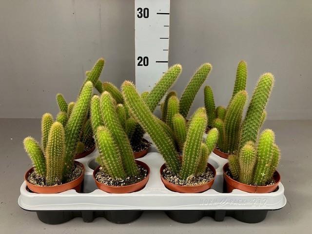 <h4>Hildewintera aureispina</h4>