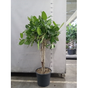 Ficus benghalensis 'Audrey'