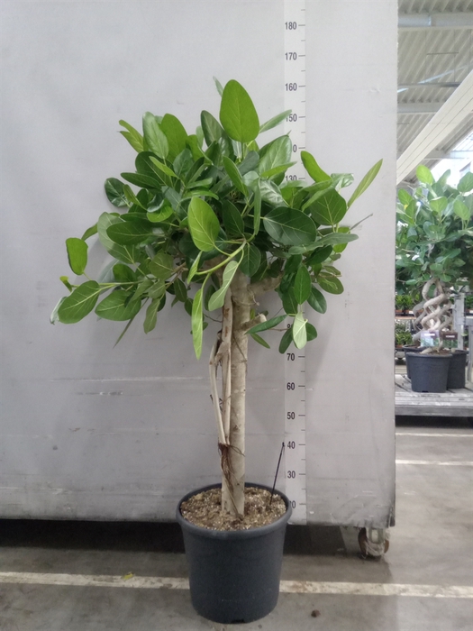 <h4>Ficus benghalensis 'Audrey'</h4>