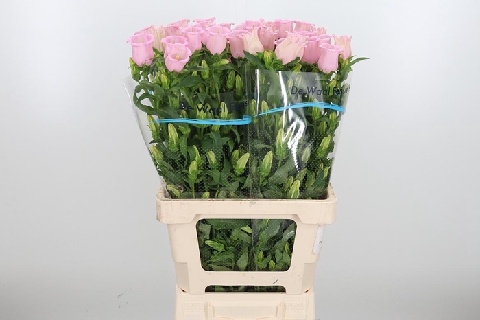 <h4>Camp M Cam Pear Pink</h4>