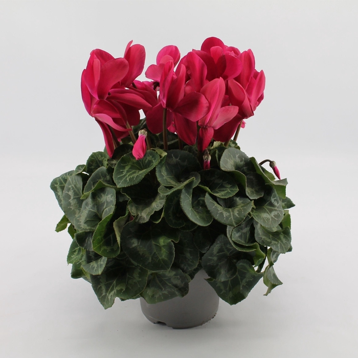 <h4>Cyclaam Purple</h4>