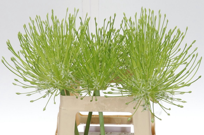 <h4>Allium S Arctic Snow 60</h4>