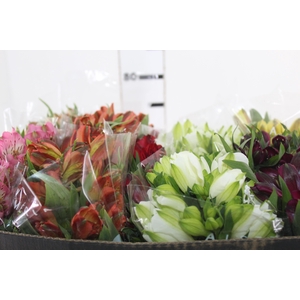 ALSTROEMERIA VARIADO 080 CM