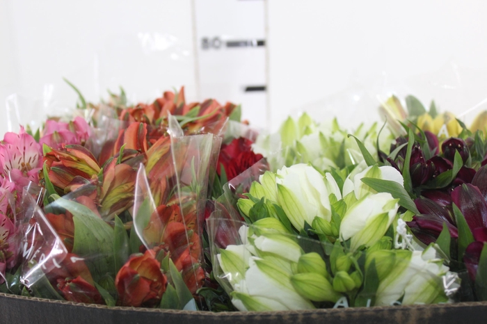 <h4>ALSTROEMERIA VARIADO 080 CM</h4>