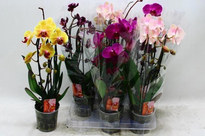 <h4>PHAL EL CASCADE</h4>