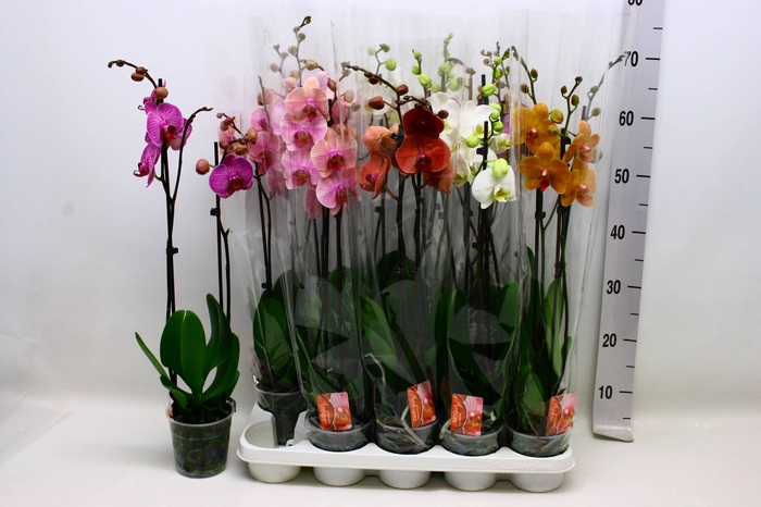 <h4>PHAL GEM 7 KL</h4>