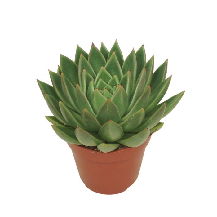 <h4>Echeveria agavoides</h4>