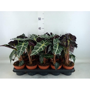 Alocasia amazonica 'Polly'