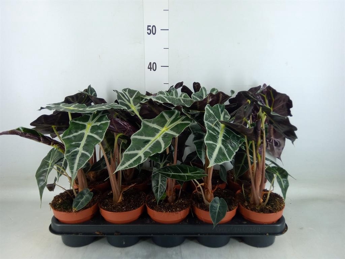 <h4>Alocasia amazonica 'Polly'</h4>