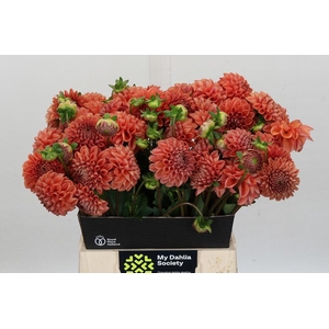 Dahlia Cornel Bronze