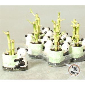Dra Lucky Bamboo