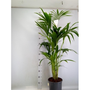 Howea forsteriana