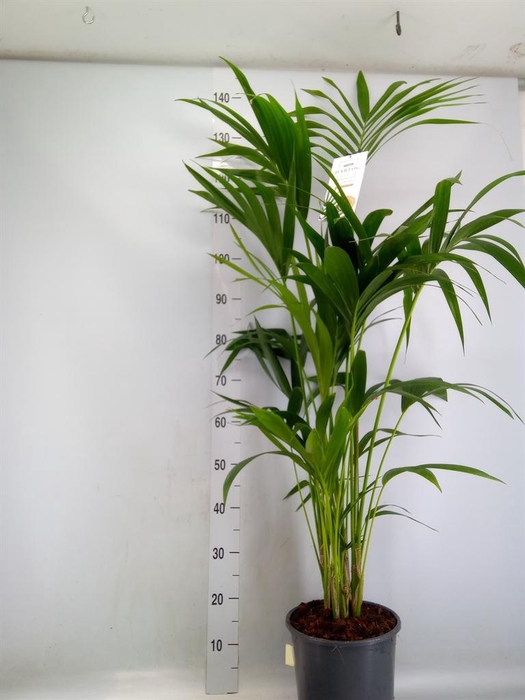 <h4>Howea forsteriana</h4>