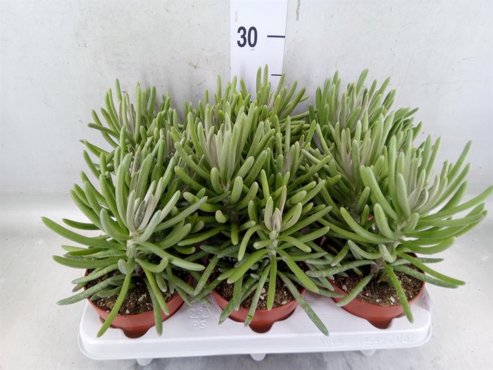 <h4>Senecio   ...</h4>