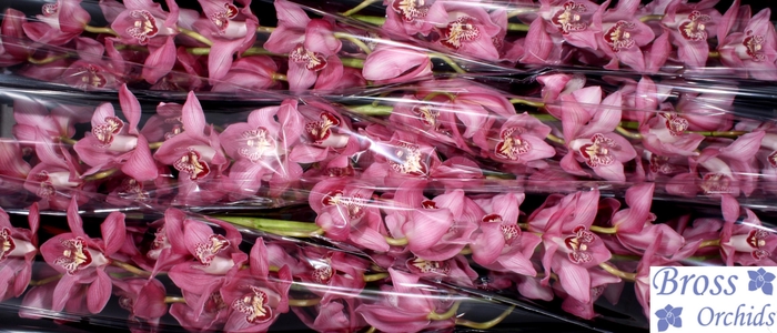 <h4>CYMB T SKY SCRAPER</h4>