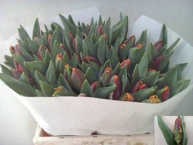 <h4>TU PA SERENADE</h4>