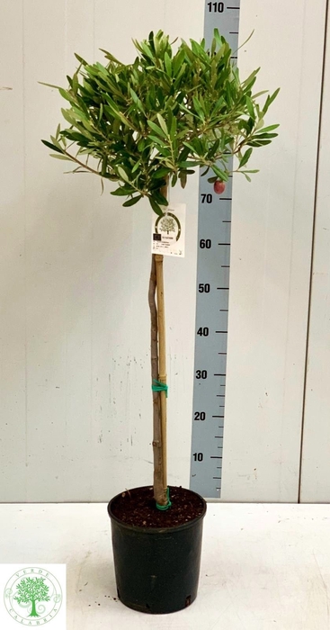 <h4>OLEA EUROPAEA</h4>