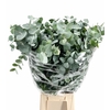 Euc. Cinerea Da Vinci