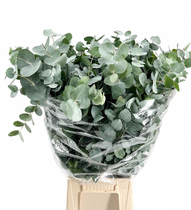 Euc. Cinerea Da Vinci