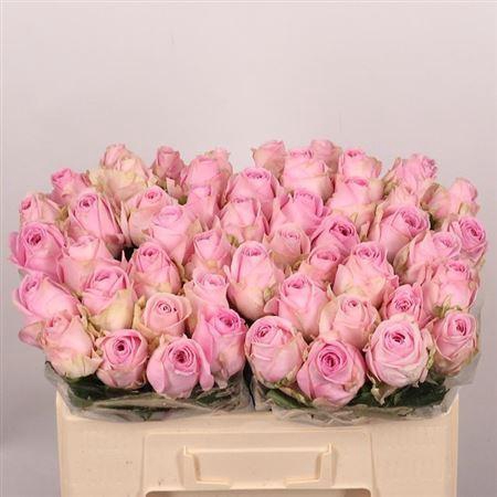 <h4>R Gr Heidi!</h4>