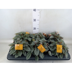 Peperomia  'Napoli Nights'