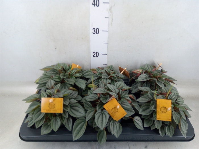 <h4>Peperomia  'Napoli Nights'</h4>