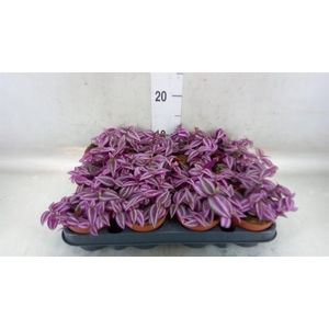 Tradescantia zebr. 'Pink Paradise'