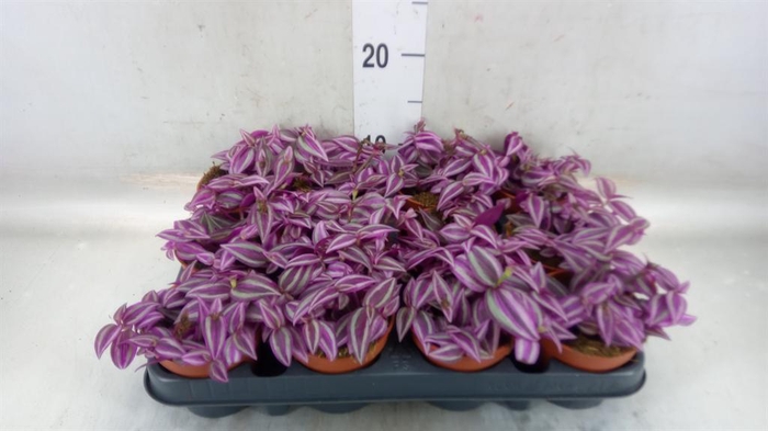 <h4>Tradescantia zebr. 'Pink Paradise'</h4>