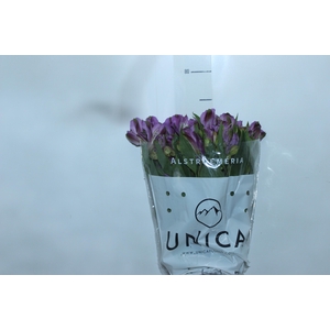 ALSTROEMERIA GALAXY 080 CM LILAS
