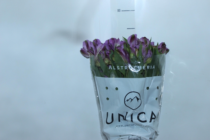 <h4>ALSTROEMERIA GALAXY 080 CM LILAS</h4>