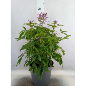 Cleome