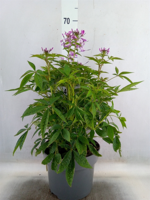 <h4>Cleome</h4>