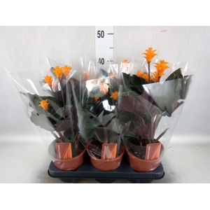 Calathea crocata