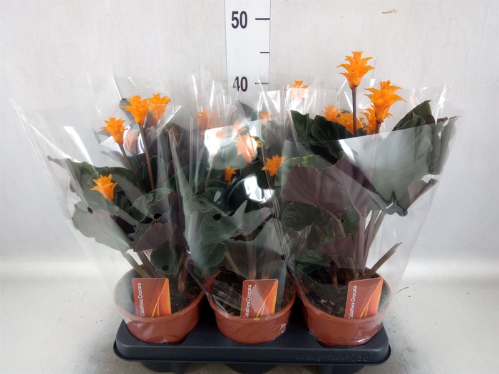 <h4>Calathea crocata</h4>