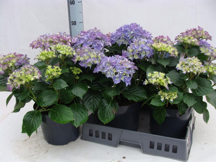 <h4>Hydrangea mac.</h4>