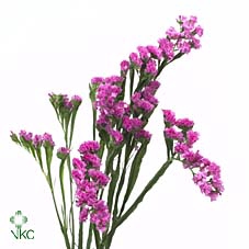 Statice Dark Pink Fuchsia