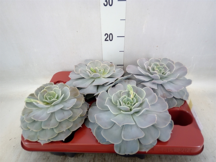 <h4>Echeveria  'Pollux'</h4>