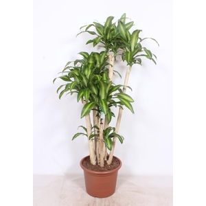 Dracaena Massangeana