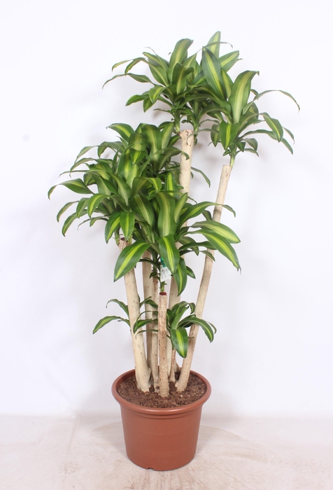 <h4>Dracaena Massangeana</h4>