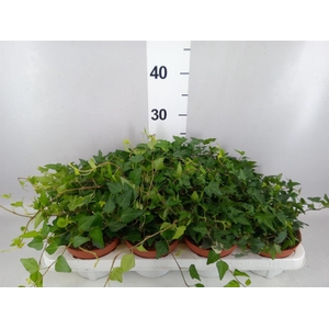 Hedera   ...mix