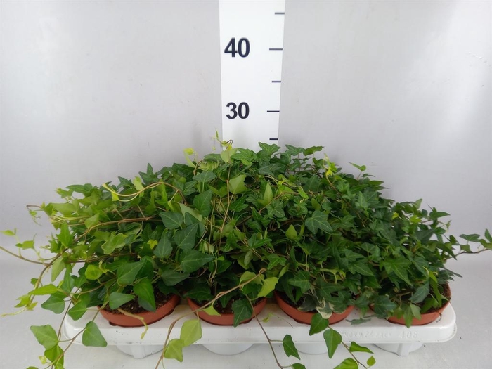 <h4>Hedera   ...mix</h4>