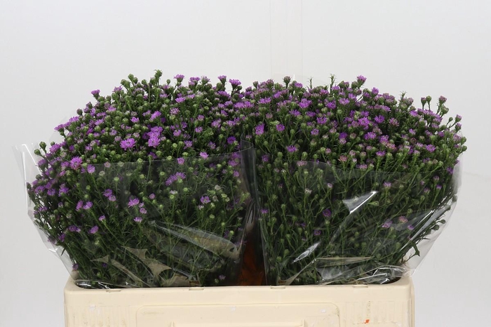 <h4>Aster Baby Pink</h4>