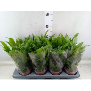 Pteris cretica 'Parkeri'