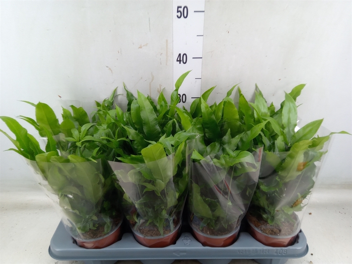 <h4>Pteris cretica 'Parkeri'</h4>