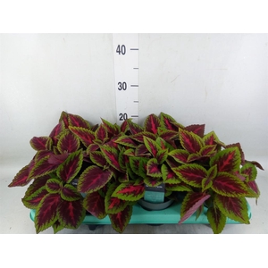 Plectranthus col. 'MSt Ruby Road'