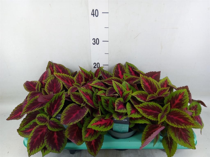 <h4>Plectranthus col. 'MSt Ruby Road'</h4>