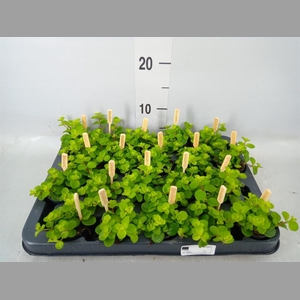 Peperomia rotundifolia