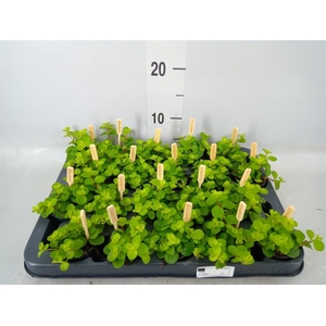 Peperomia rotundifolia