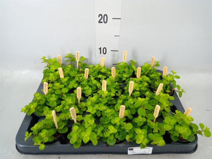 <h4>Peperomia rotundifolia</h4>